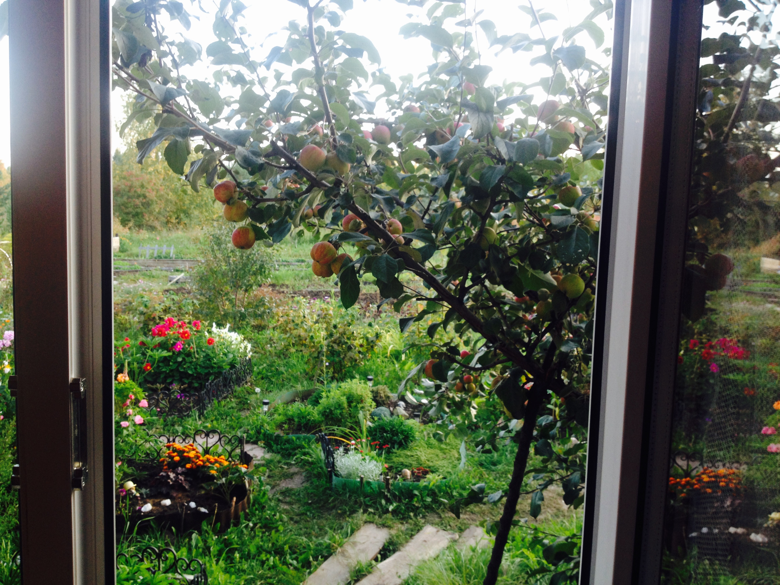 House from the container in the garden